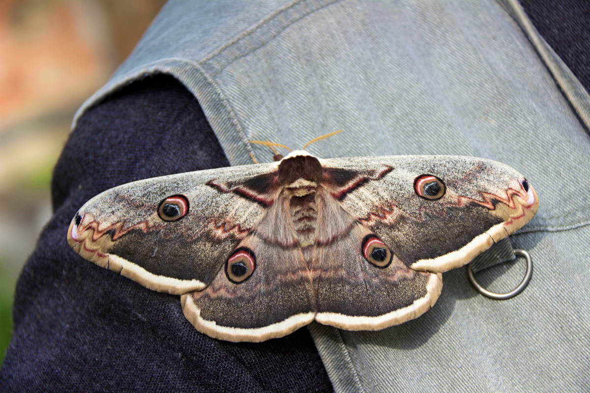 Найбільший метелик