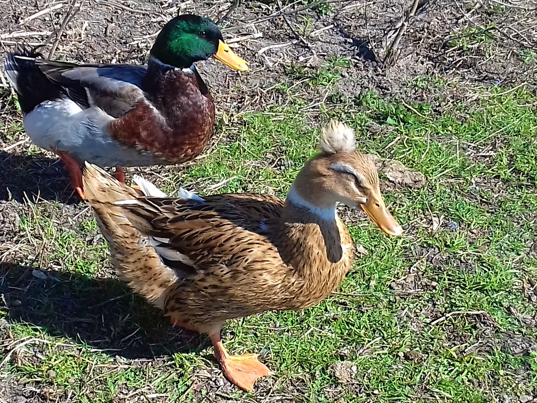 Модна красуня