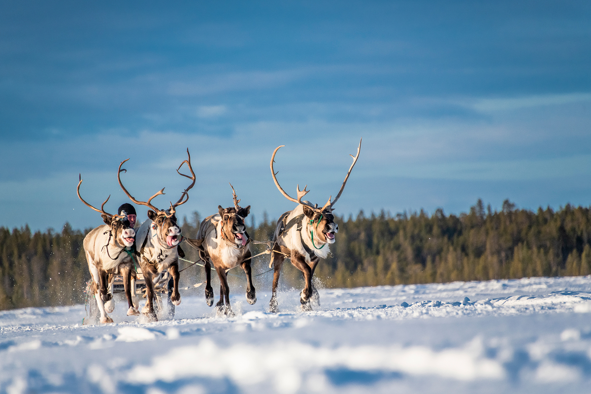 Reindeer sled racing