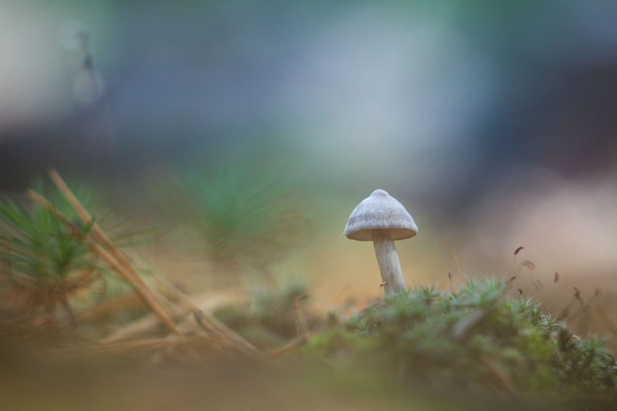  Господар темряви.