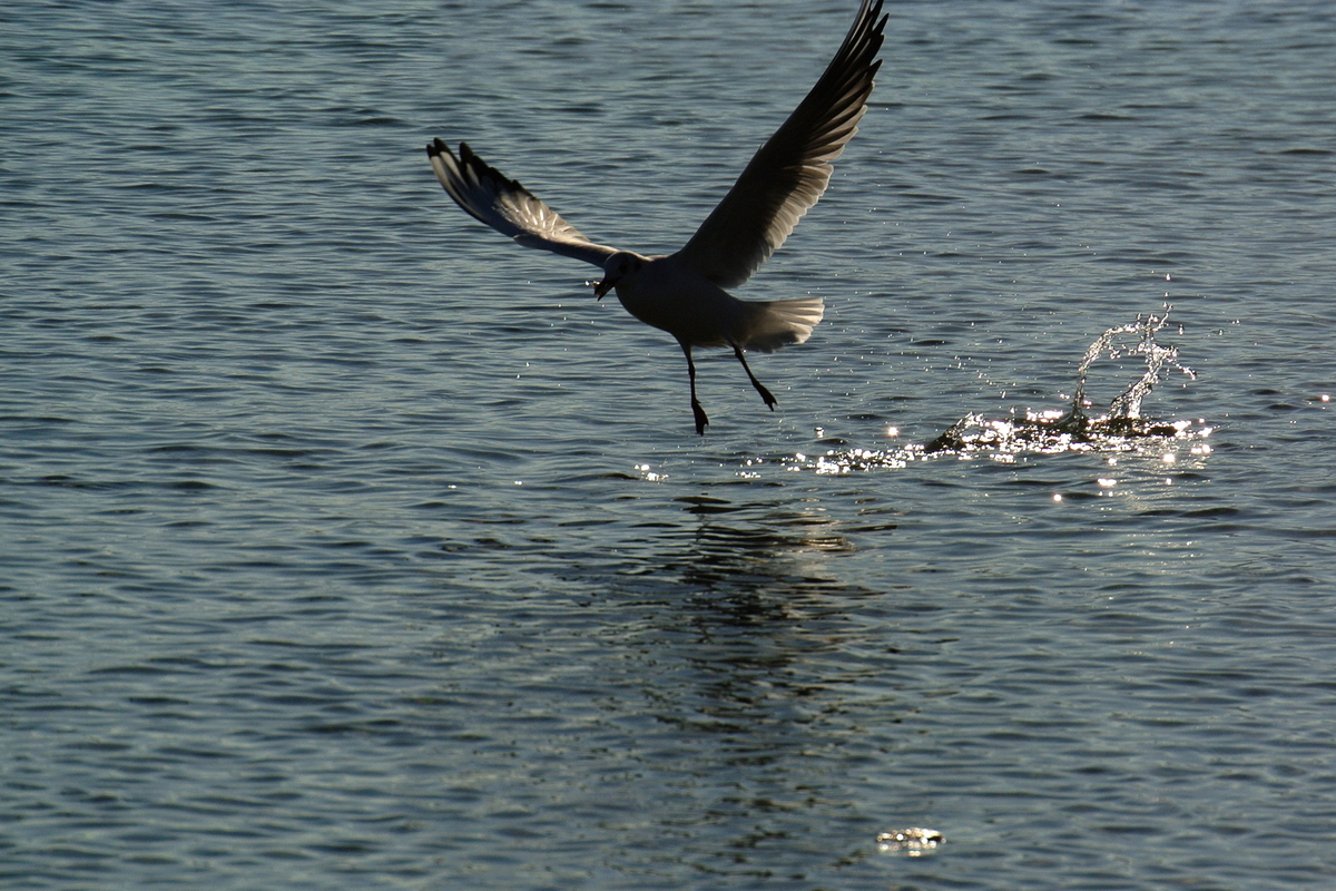 Рожденная свободной