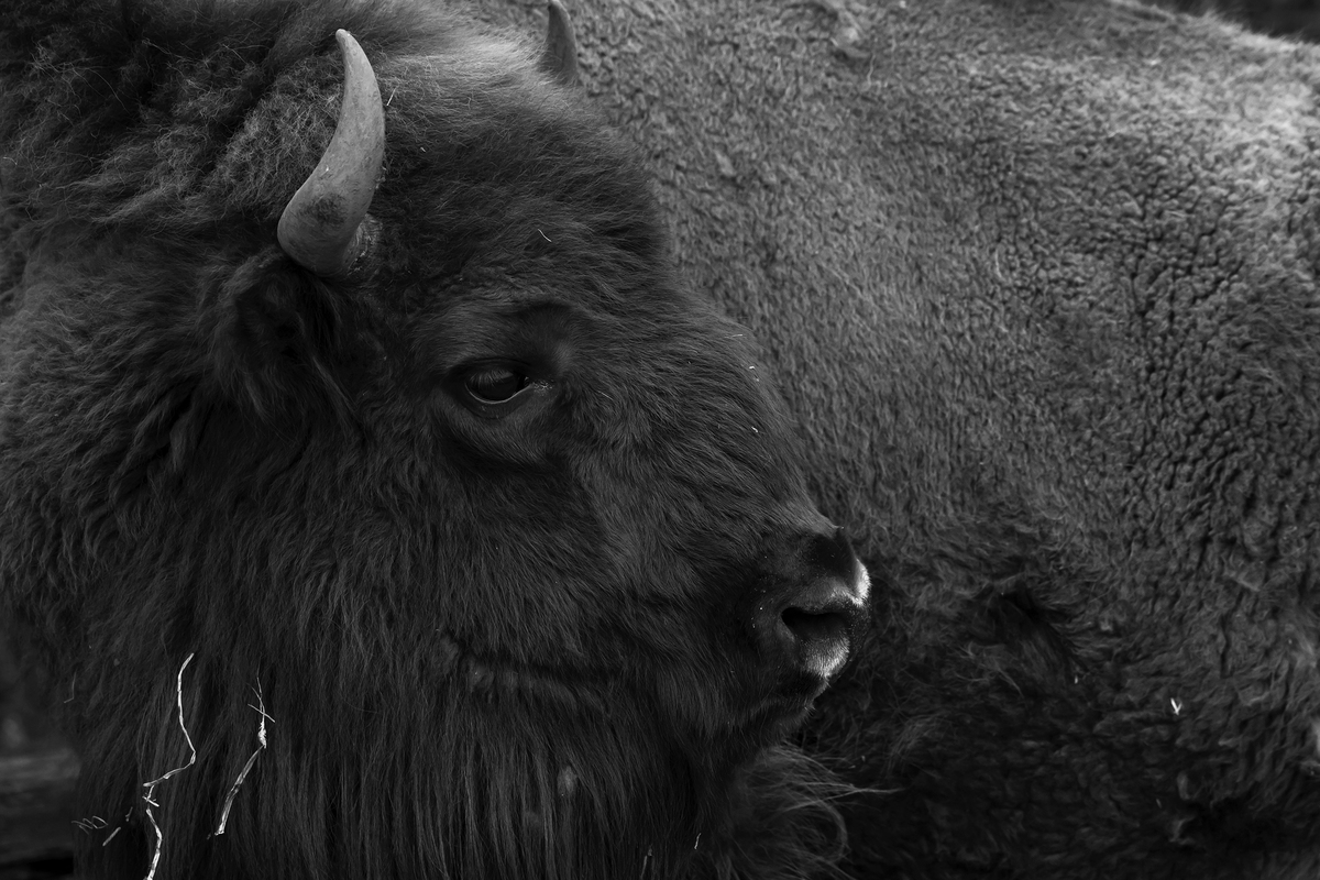 CABARCENO WILD FACES_01