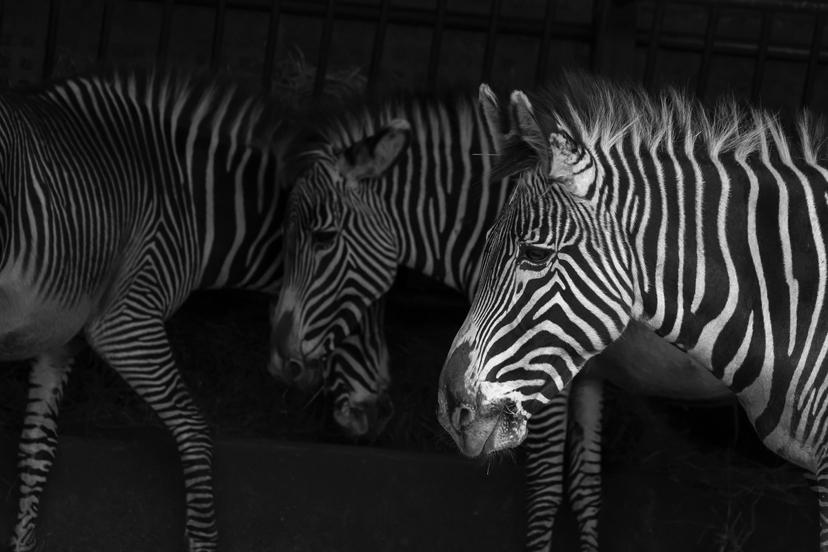 CABARCENO WILD FACES_02