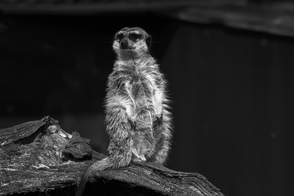 CABARCENO WILD FACES_03