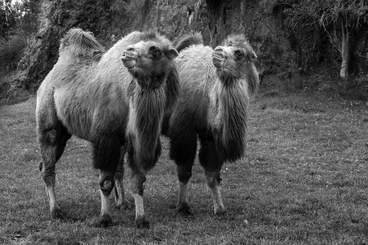 CABARCENO WILD FACES_04