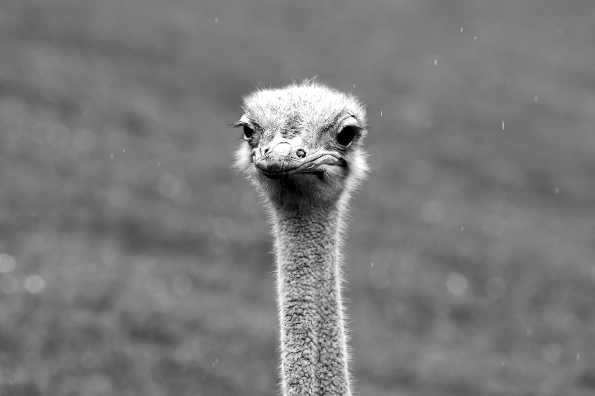 CABARCENO WILD FACES_06