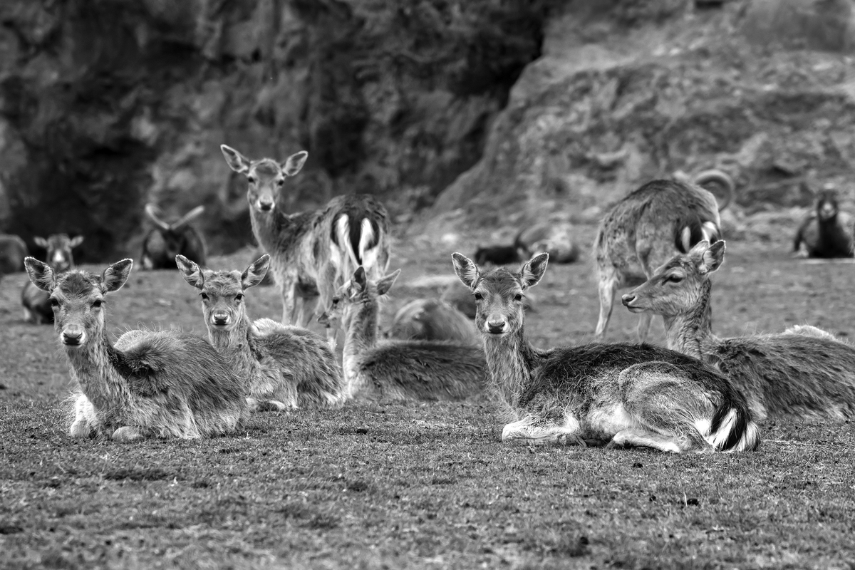 CABARCENO WILD FACES_07