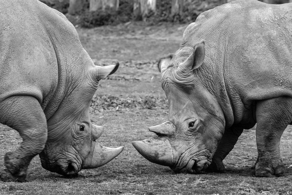 CABARCENO WILD FACES_08