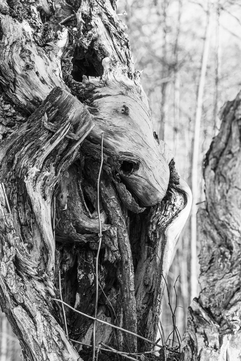 Zaklęty w drzewie