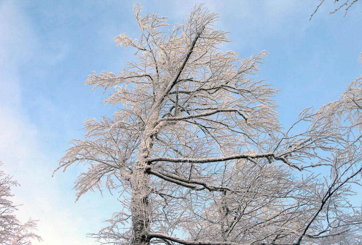   Похід на Пікуй
