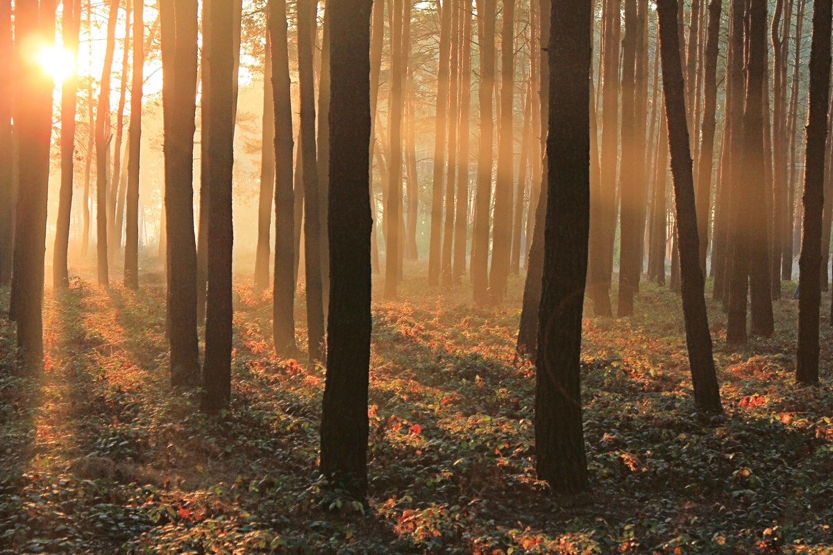 Подих полiсся