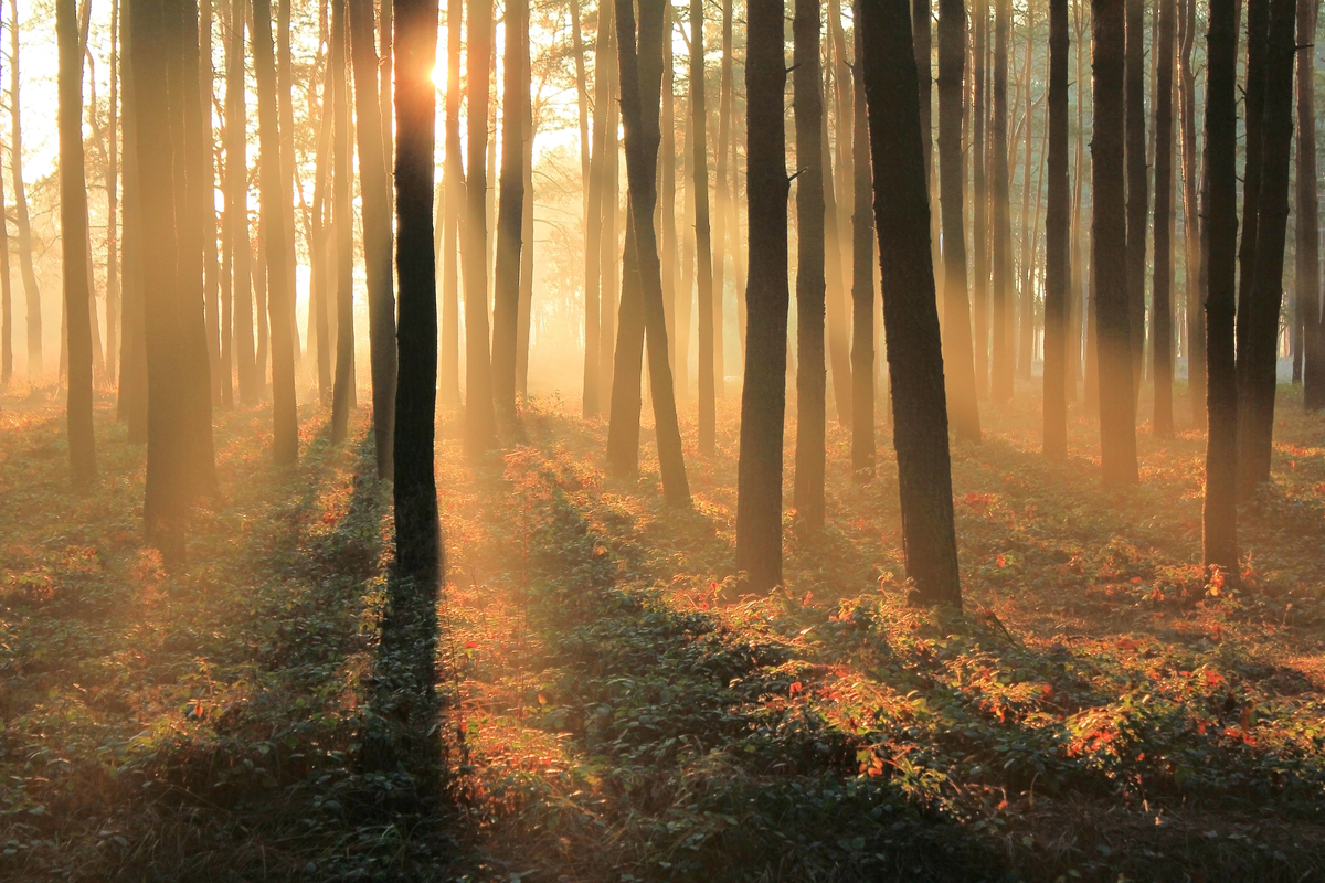 Променем надiї