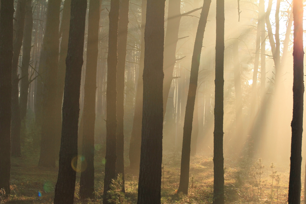 Ноябрьская симфония 