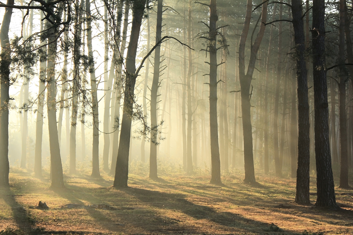 Веснянa симфонiя