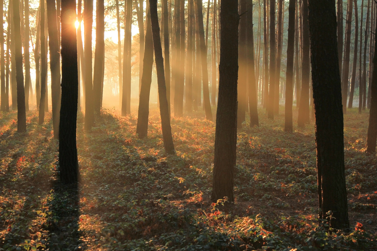 Ранок малого полiсся