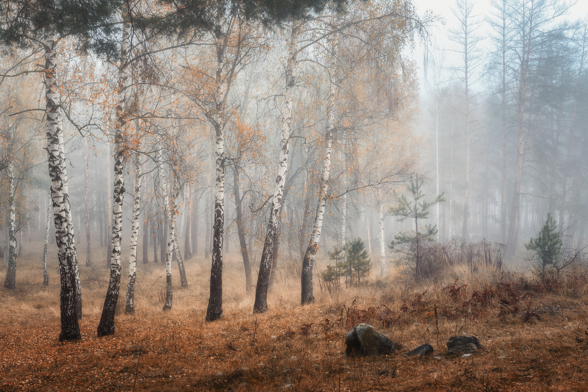 Нежность осени