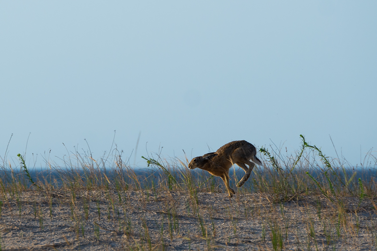Морський заяць