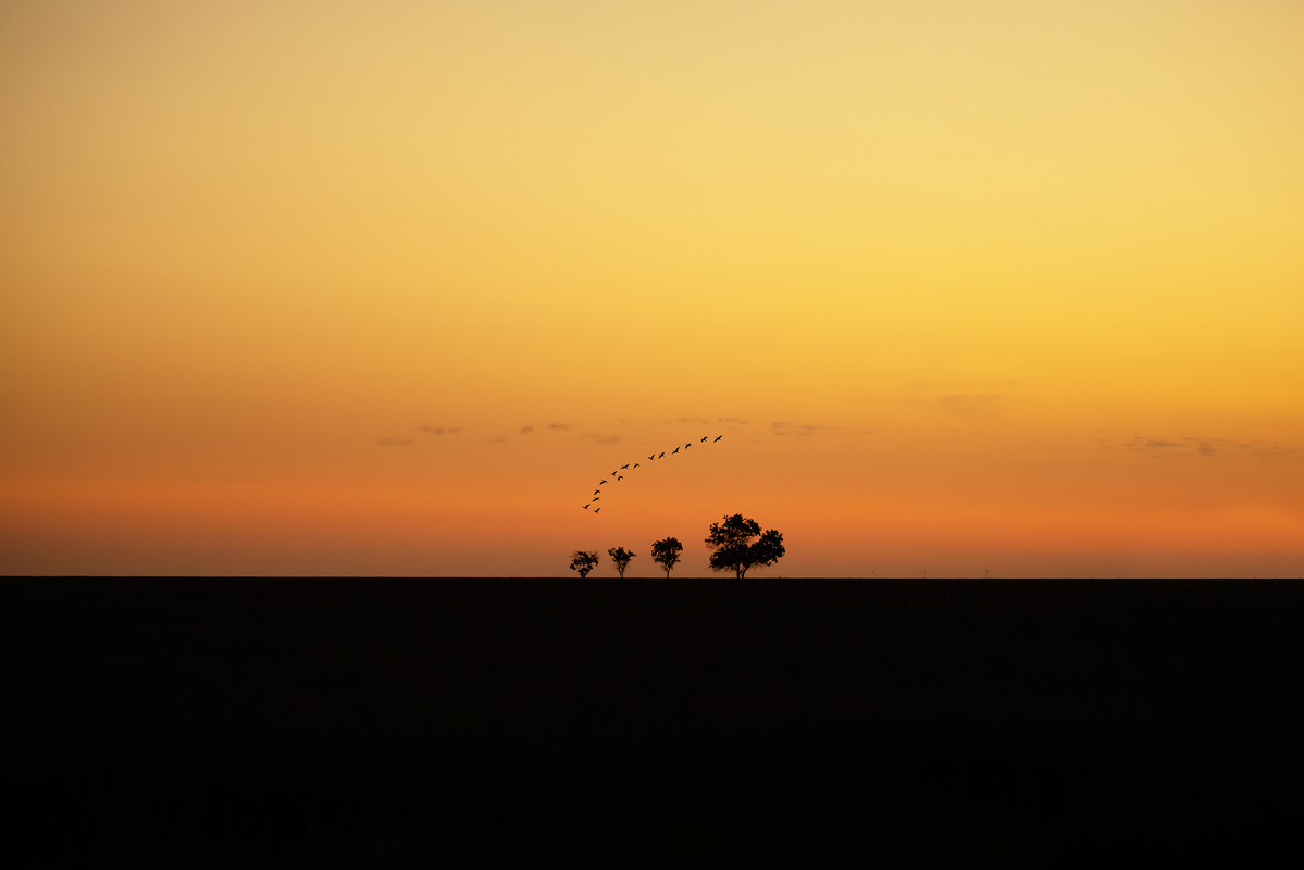 Українська саванна