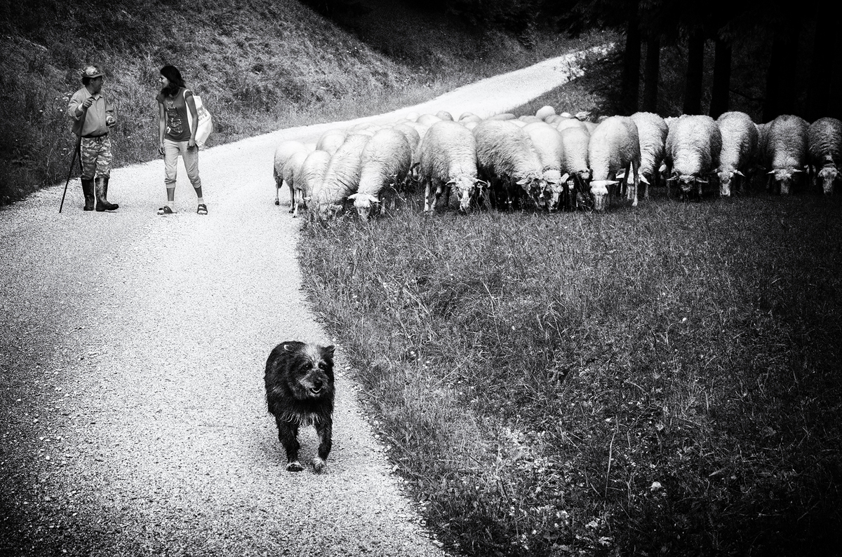 Lubica Kremenova / Life with sheep 1