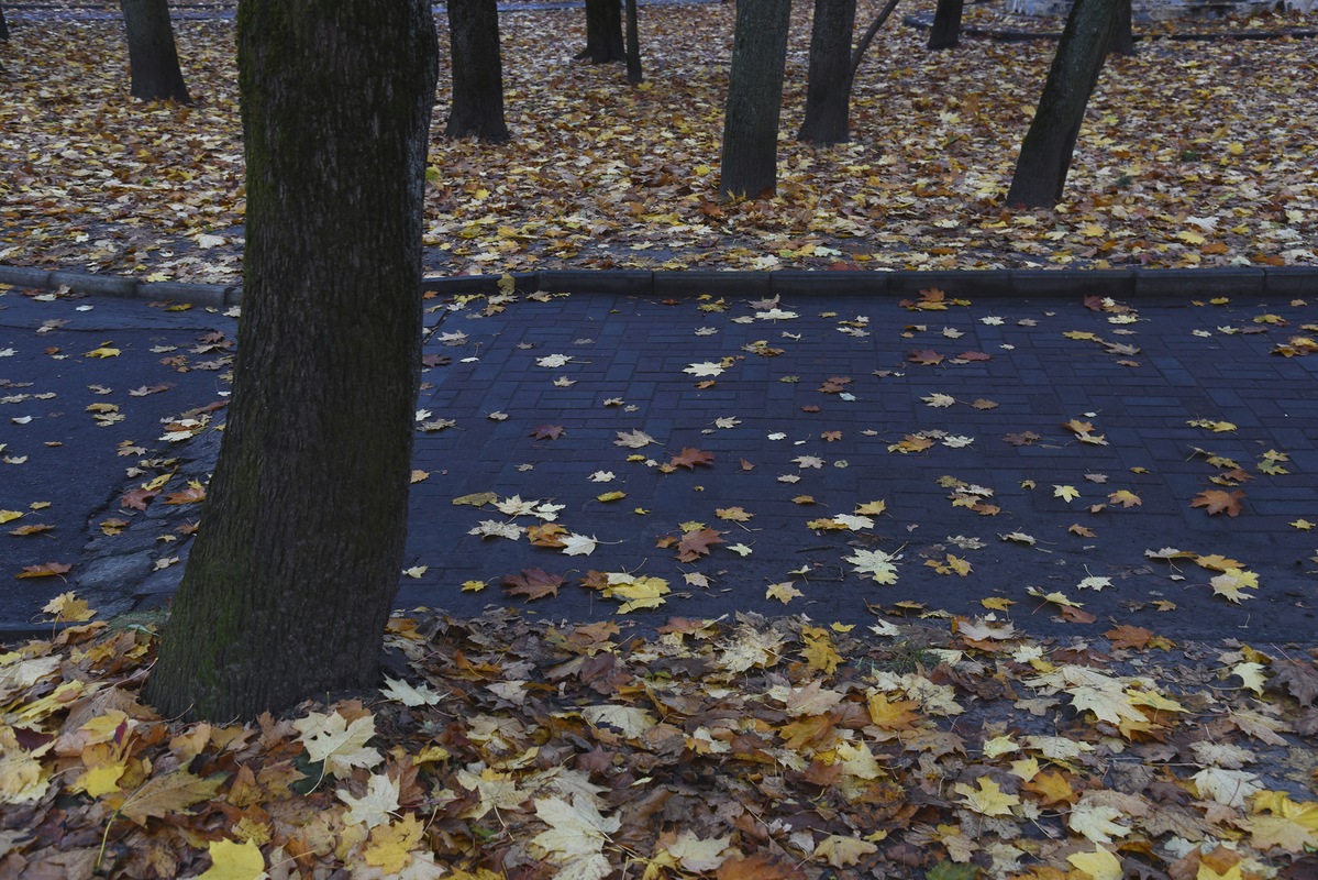 Осенняя мелодия