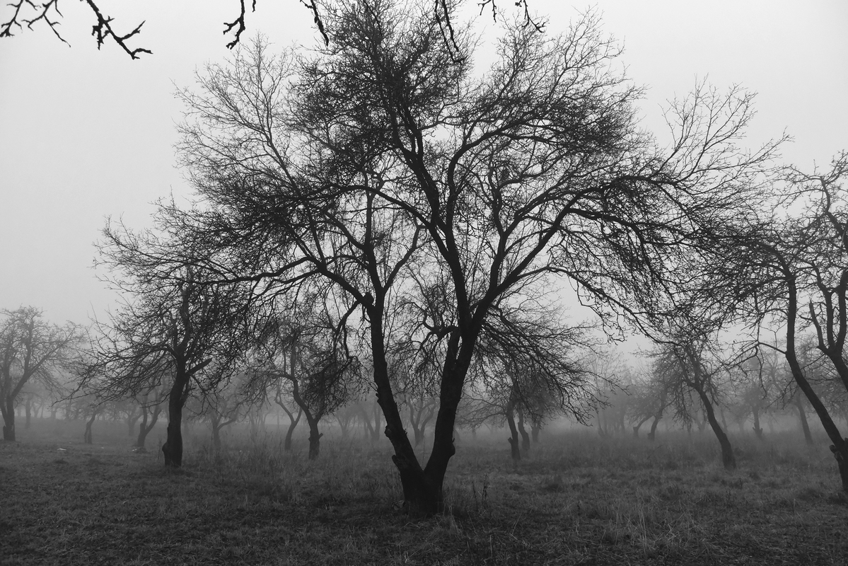 Из тумана 4.