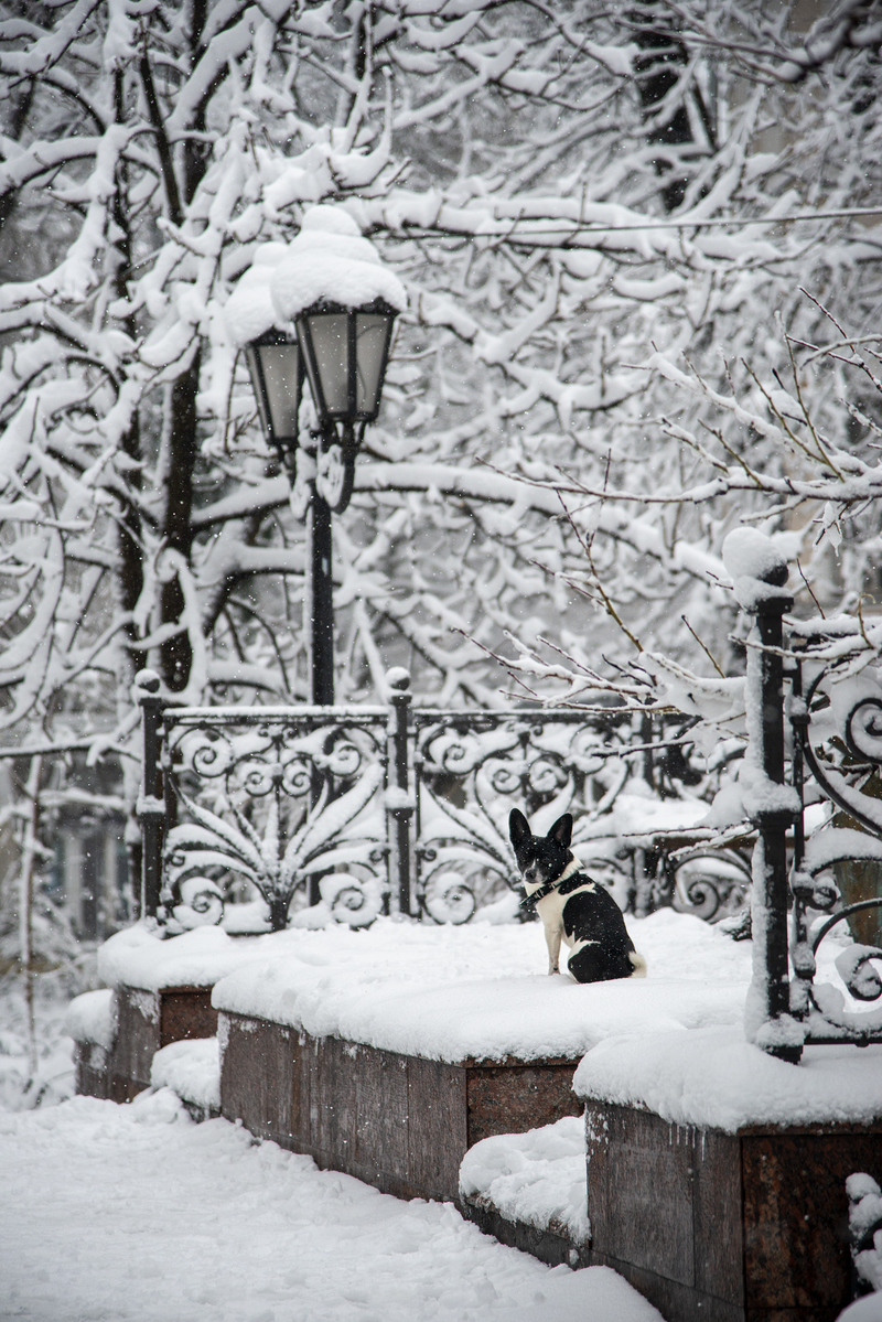 Собачий холод