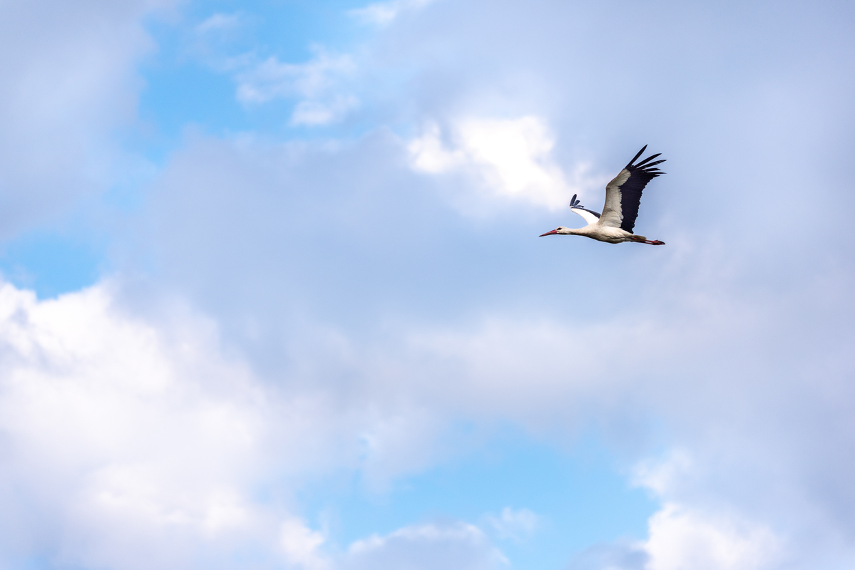 полет свободы