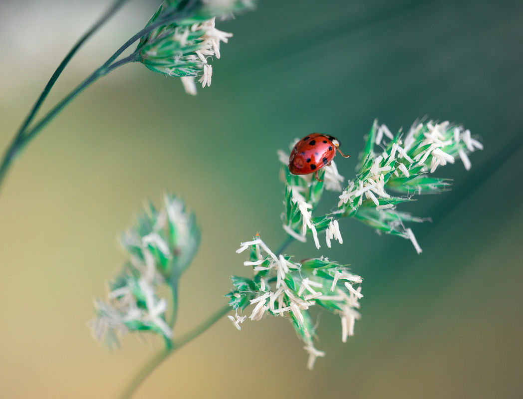 навстречу к свету