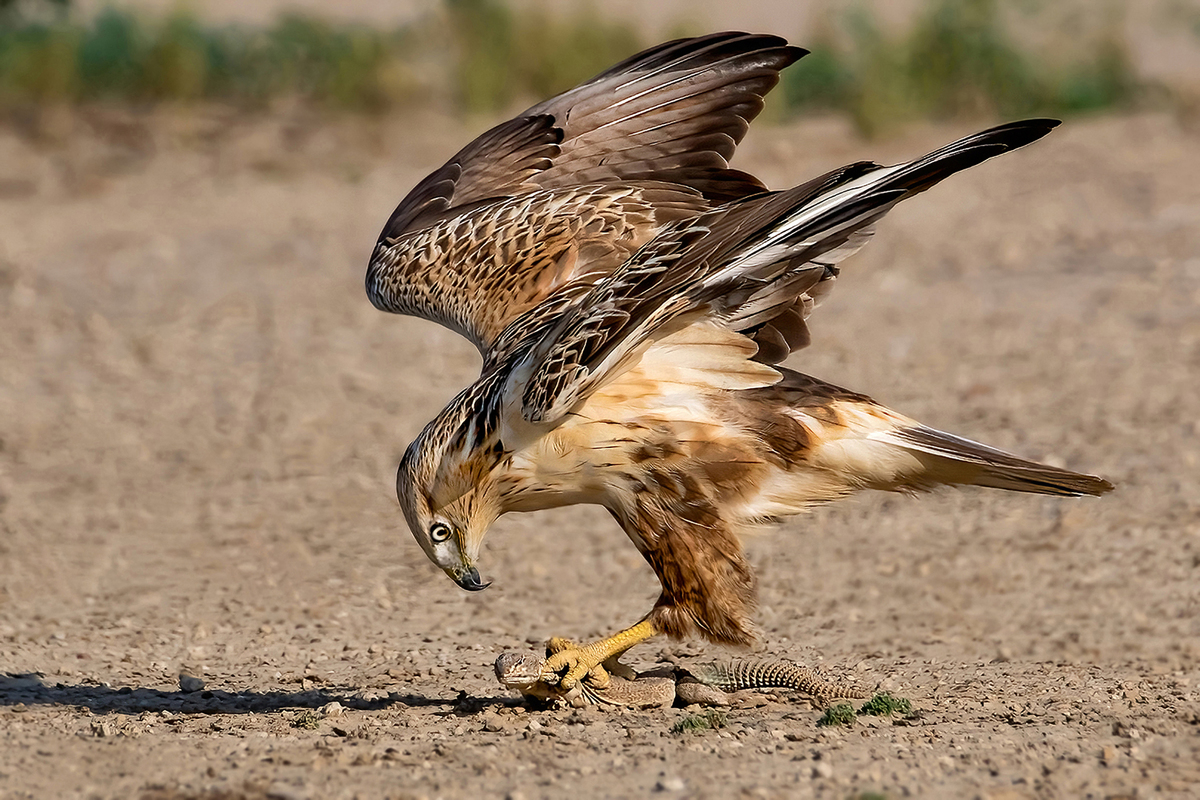 Buzzard in Action