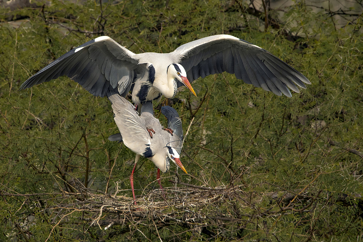 Herons Love