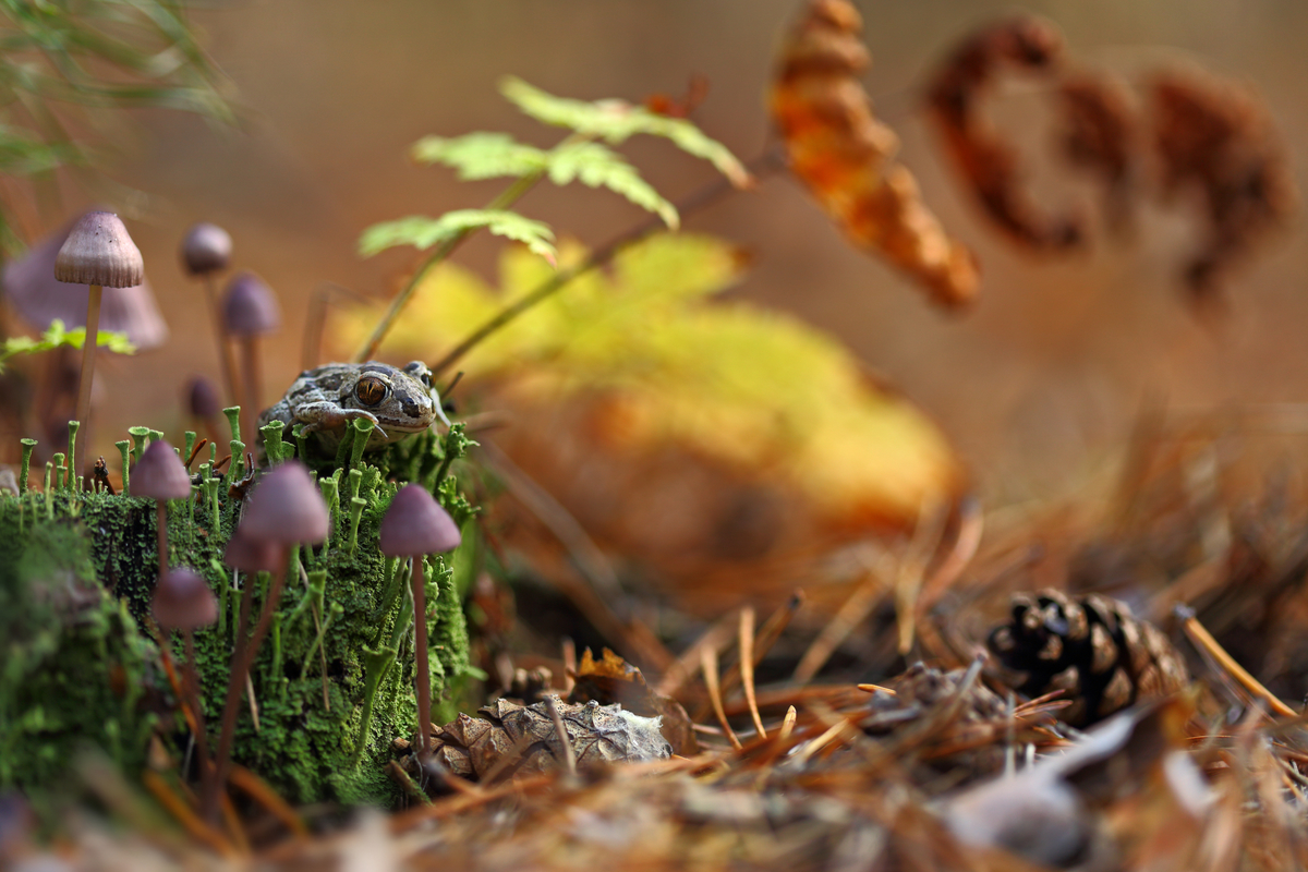 Осіння ряснота