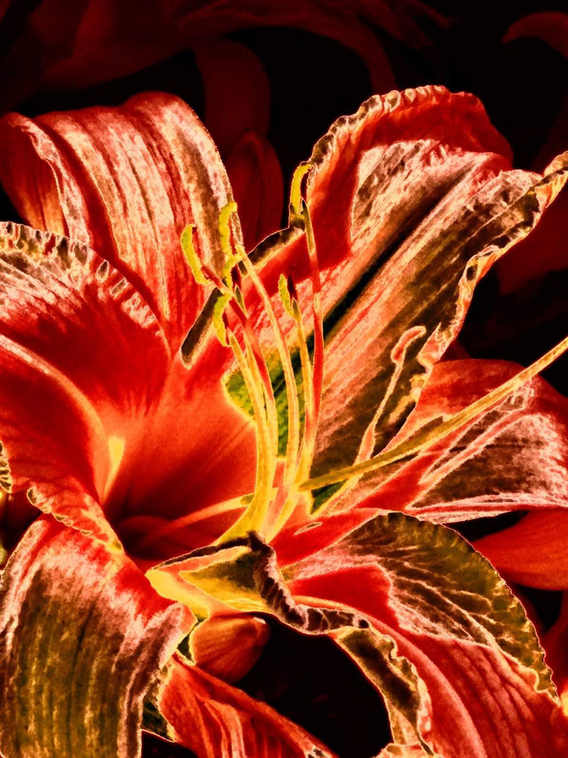 « Квітковий сад у стилі Пікассо »