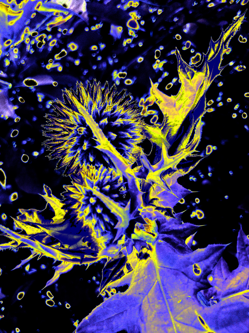 «« «Квітковий сад у стилі Пікассо» »» 