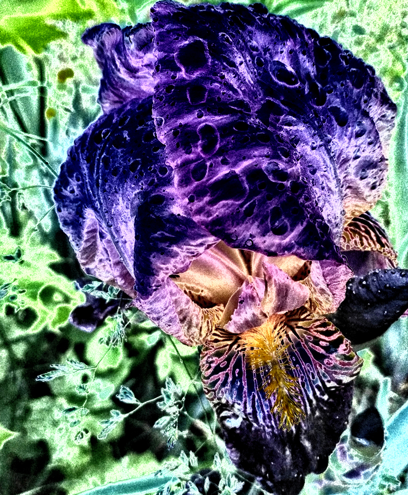  «« «« Квітковий сад у стилі Пікассо »» »» 