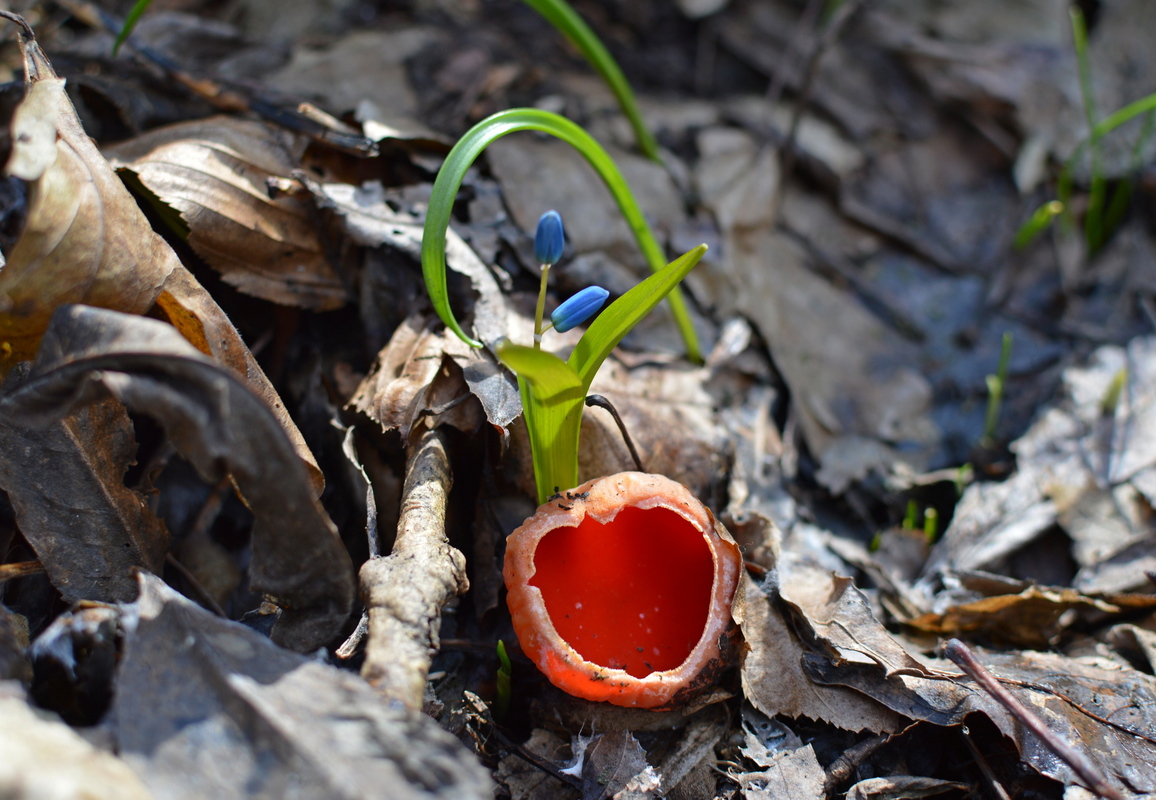 Весняні грибочки