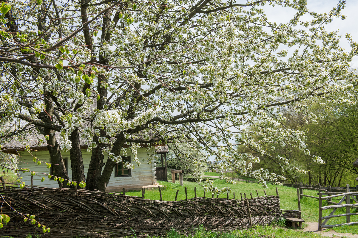 Ой, у вишневому садку
