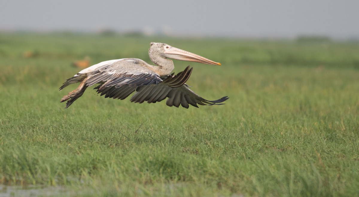 Flight of Pelican