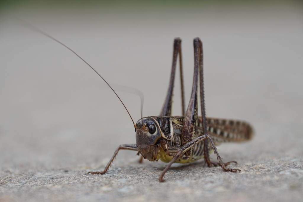 В пошуках зелені