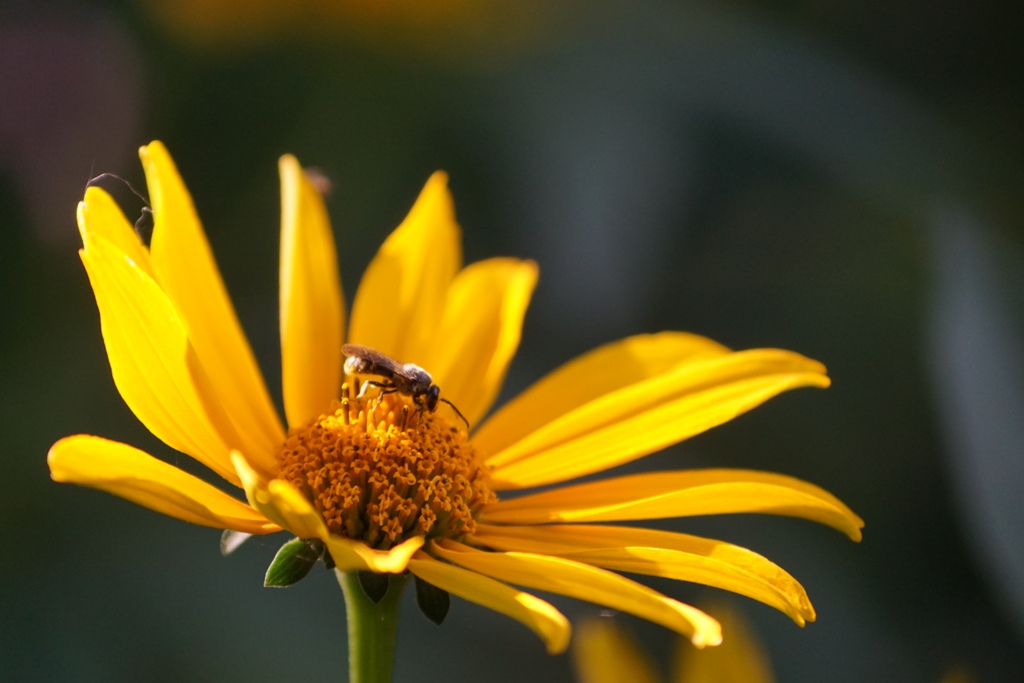 Трудівниця