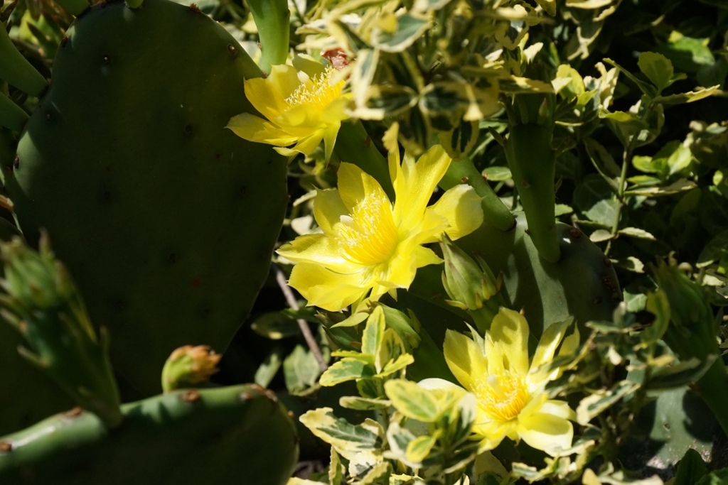 Цвітіння кактусу