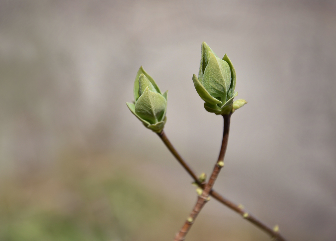 Пробудження