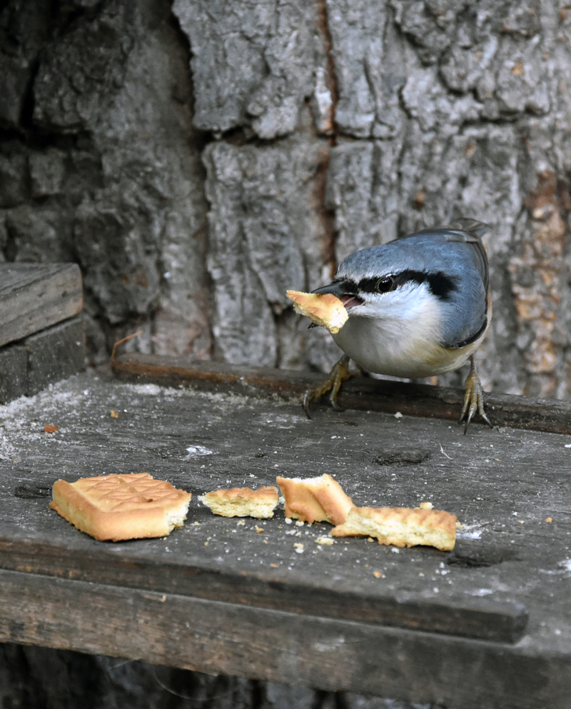 Повзик з печивом