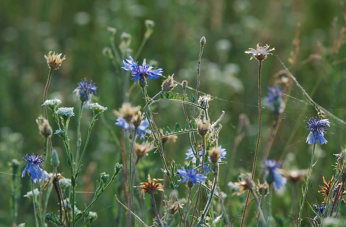 Літнє разнотрав'я