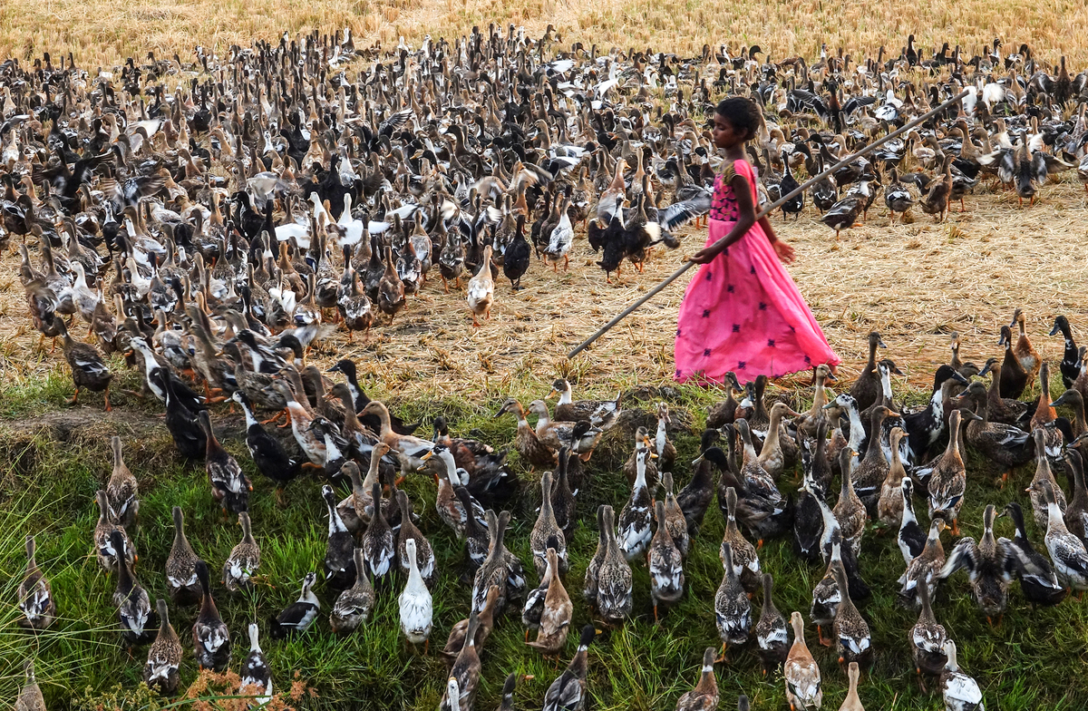 GIRL WITH DUCKS