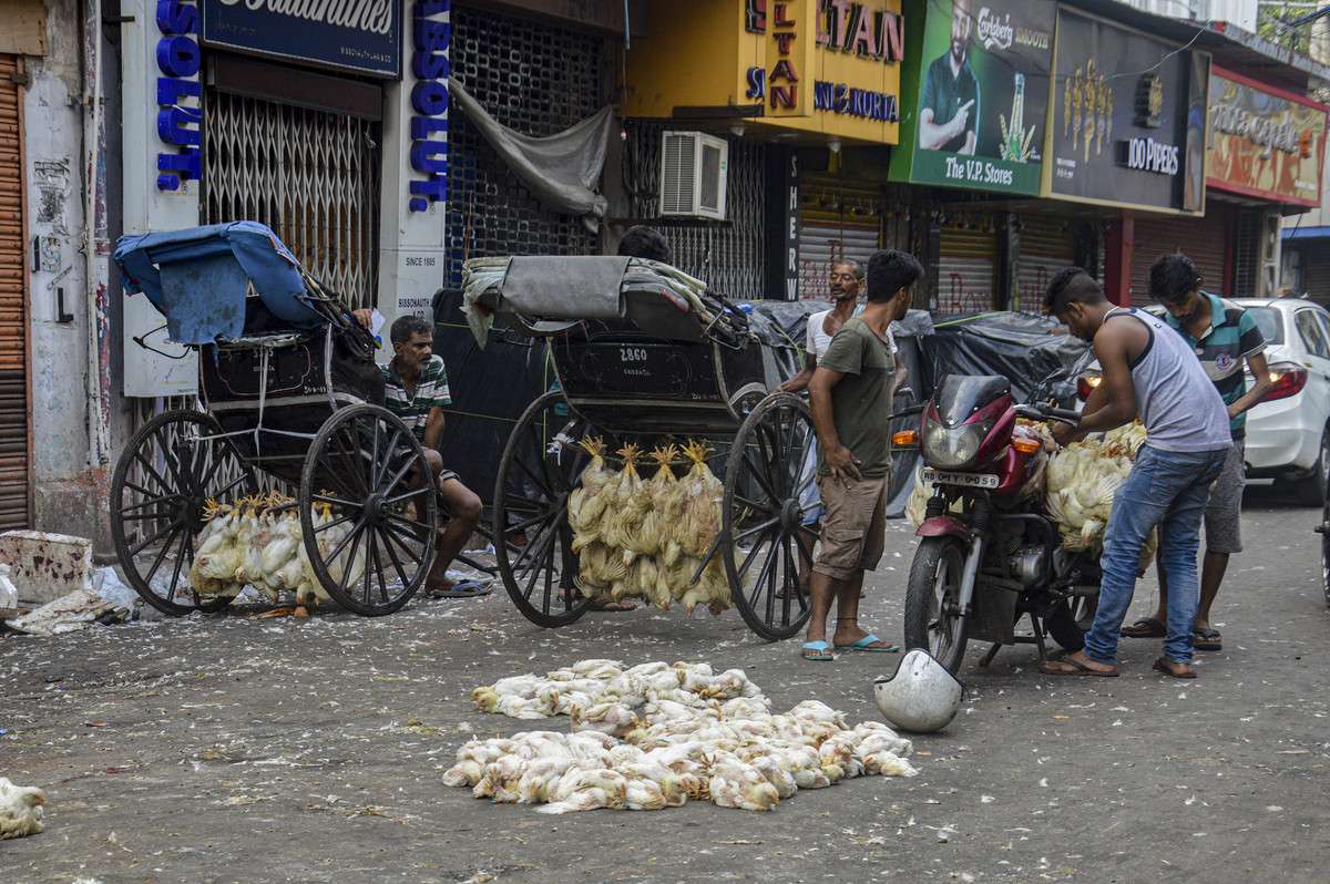 Chicken Market 2