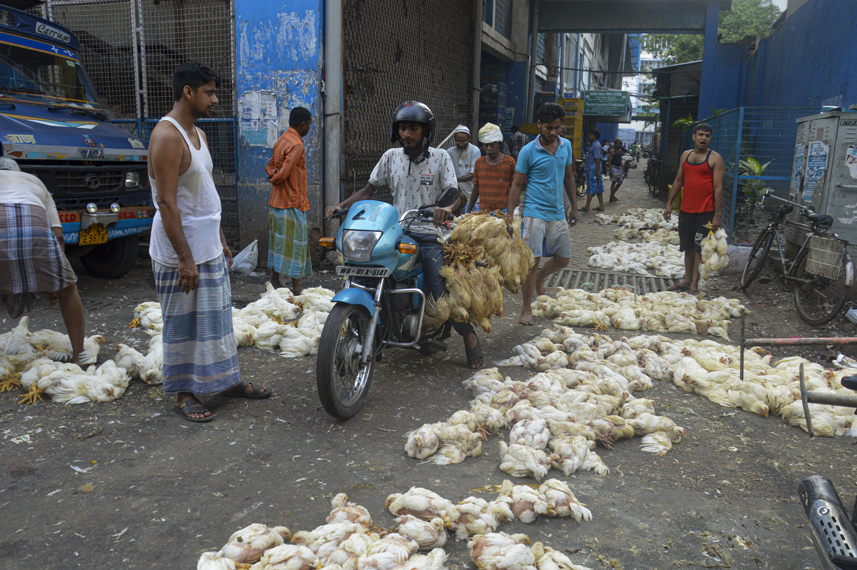 Chicken Market 5