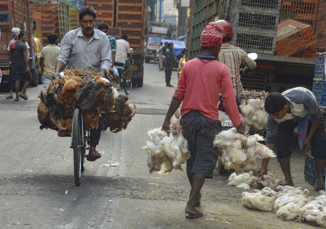 Chicken Market 6