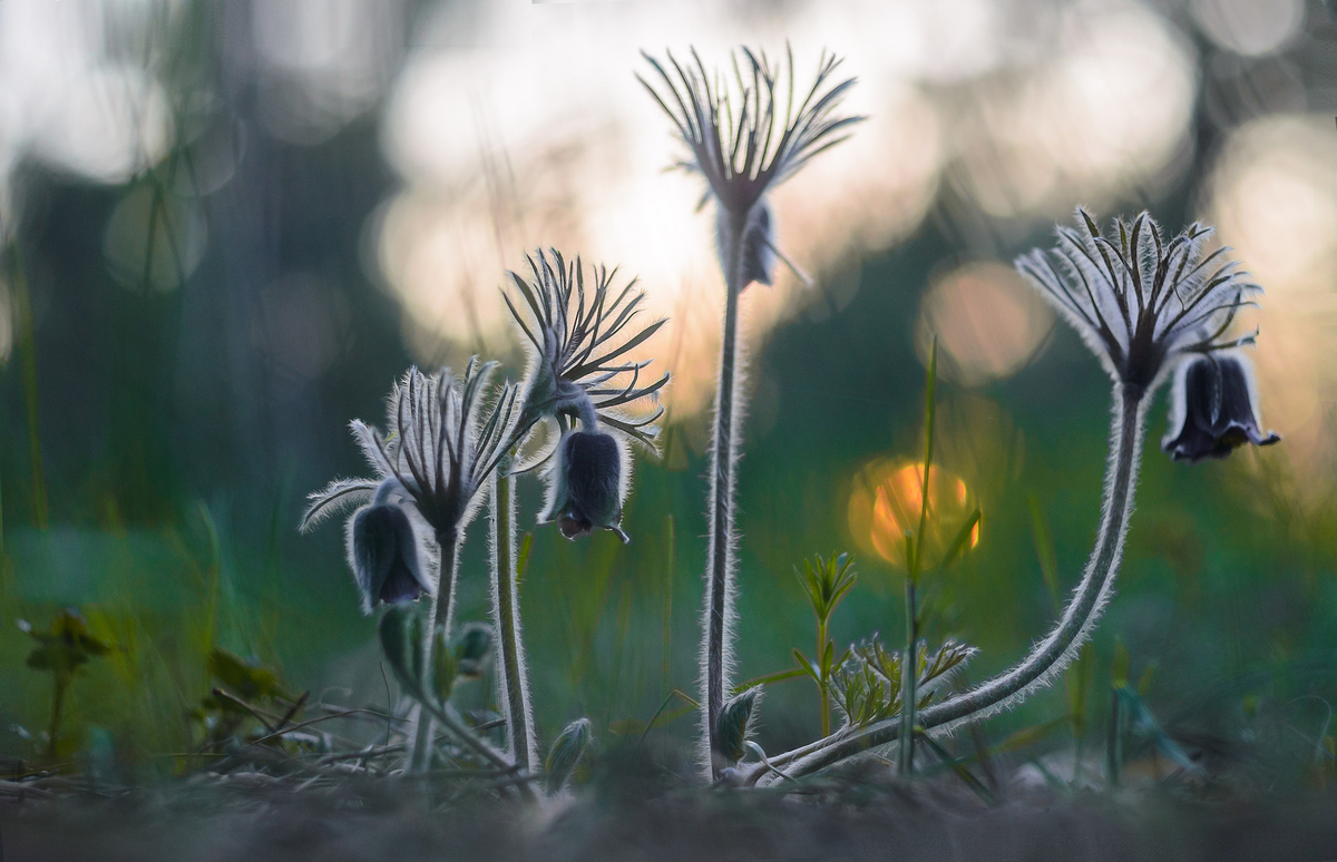 Прощання з сонцем.