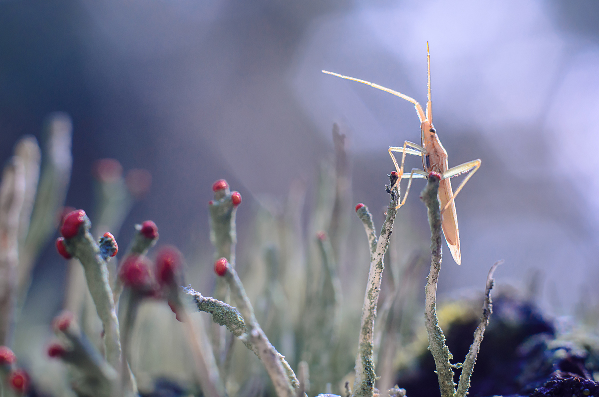 Стенодерма 