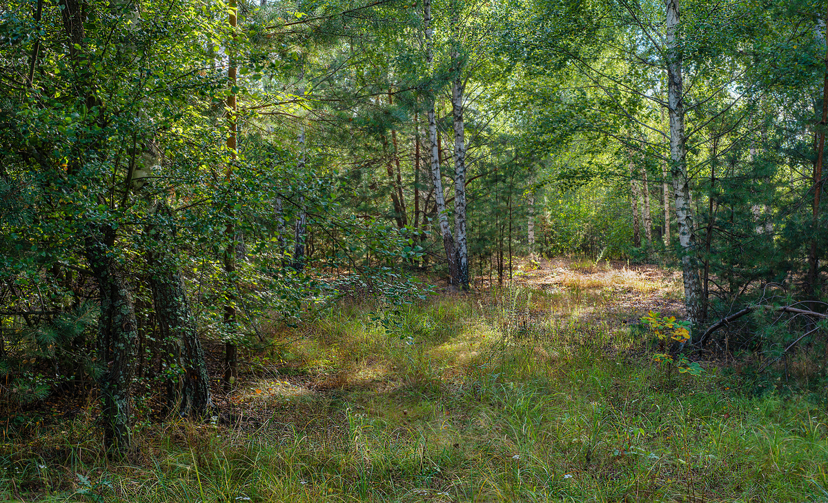 Ліс, останні золоті дні літа